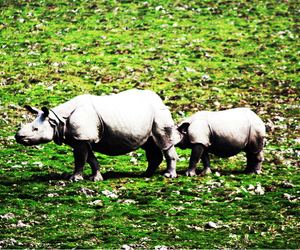Pobitora Wildlife Sanctuary